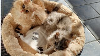 TINY TERRORS 😹😹😹 by Mysty and Meeko The adventurous kittens 89 views 3 years ago 8 seconds