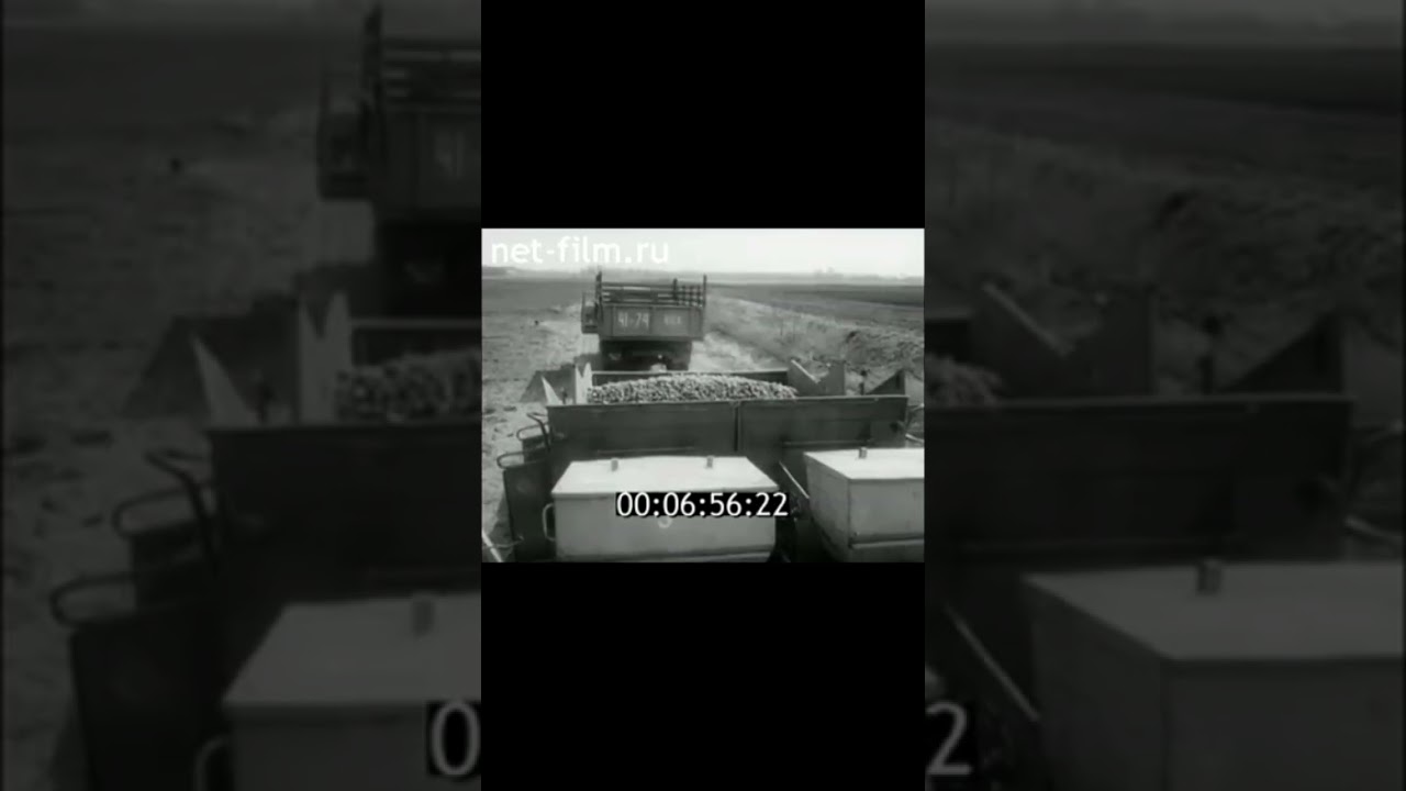 Выпускаются картофелесажалки, отвечающие требованиям индустриальной технологии... 1984 год.