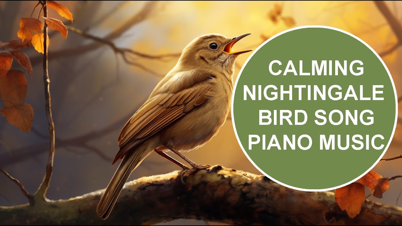Relaxing Piano And Nightingale Song Bird Music, Meditation Study Sleep ...