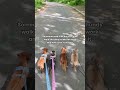 We’re running late! 🐾 #dog #pets #comedy #funny #shortsfeed #puppy