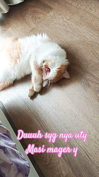 sampe Tarek bdn nyuap 🤣#cat #kitten