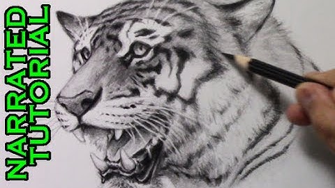 How to Draw a Tiger [Narrated Step-by-Step Tutorial]