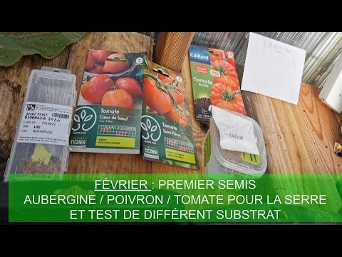 Vidéo: Que Semer En Février : Aubergines, Poivrons Ou Tomates ?