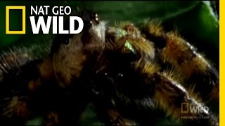 The Deadly Jumping Spider | Nat Geo Wild