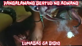 Pangalawang Bertud Ng Aswang Lumabas Sa Bibig 