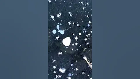 Как зимуют черепахи