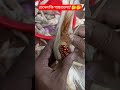 চেনেন কি গাছগুলো?🤔🤔🤔 #amazing #nature #viral #purple #corn #maize
