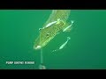 42inch Pike Attacks Umbrella Rig - Water Wolf Underwater Footage