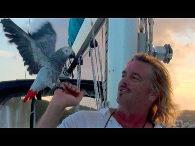 Sailing the CARIBBEAN with a CRAZY PARROT!  Filmed in St Thomas, USVI, CARIBBEAN