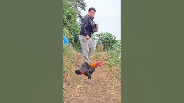 gà rừng mã đỏ đập cánh gáy cực xong.qaib qus qua zoo/Hlau youtube