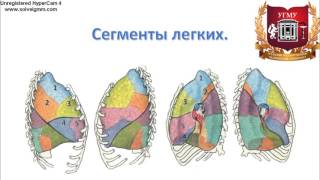 Легкие: топография, строение, функции, кровоснабжение, иннервация, регионарные лимфаузлы