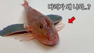 다리를 만들어낸 물고기 ㄷㄷ  성대 해부