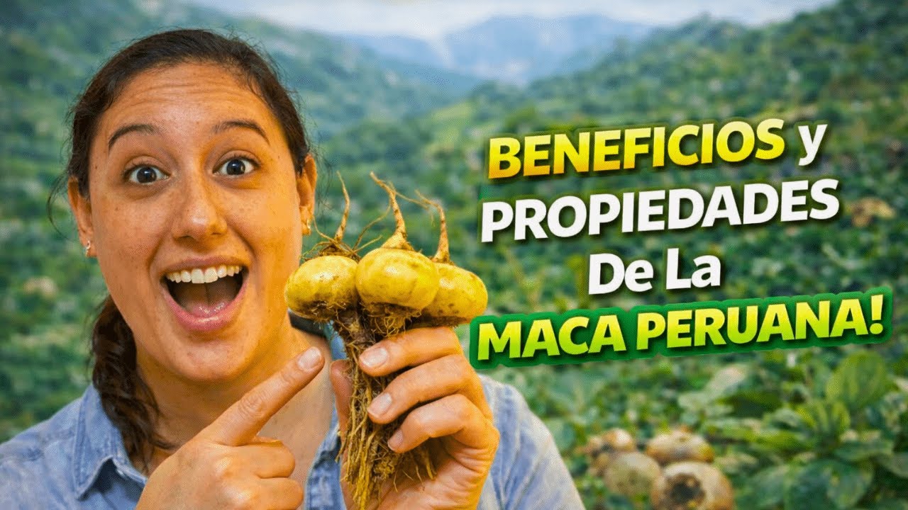 MACA PERUANA: Beneficios, Cómo Tomarla Y Para Qué Sirve En Tu Salud 🌱💚