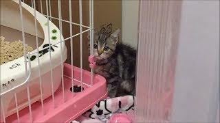隠れながらもチラチラカメラ目線する子猫