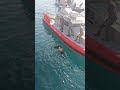 حادثة تسرب الغاز في الاردن Shorts حادثة تسرب الغاز في الاردن Shorts