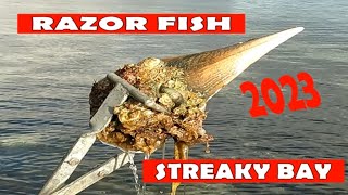 RAZOR FISH at STREAKY BAY