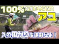 【鮎友釣り】入門者簡単マニュアル 中級者初期釣果アップのコツ 三重県大内山川