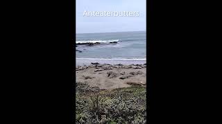 Elephant Seals Return to California Coast Trail at Hearst San Simeon State Park