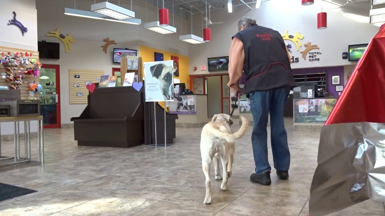 Allan Ross Dog Training YouTube