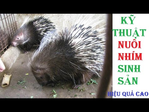 Video: Nhím Sinh Sản Như Thế Nào