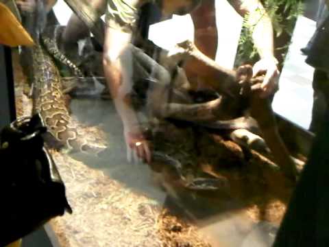 GROS PYTHON.mov