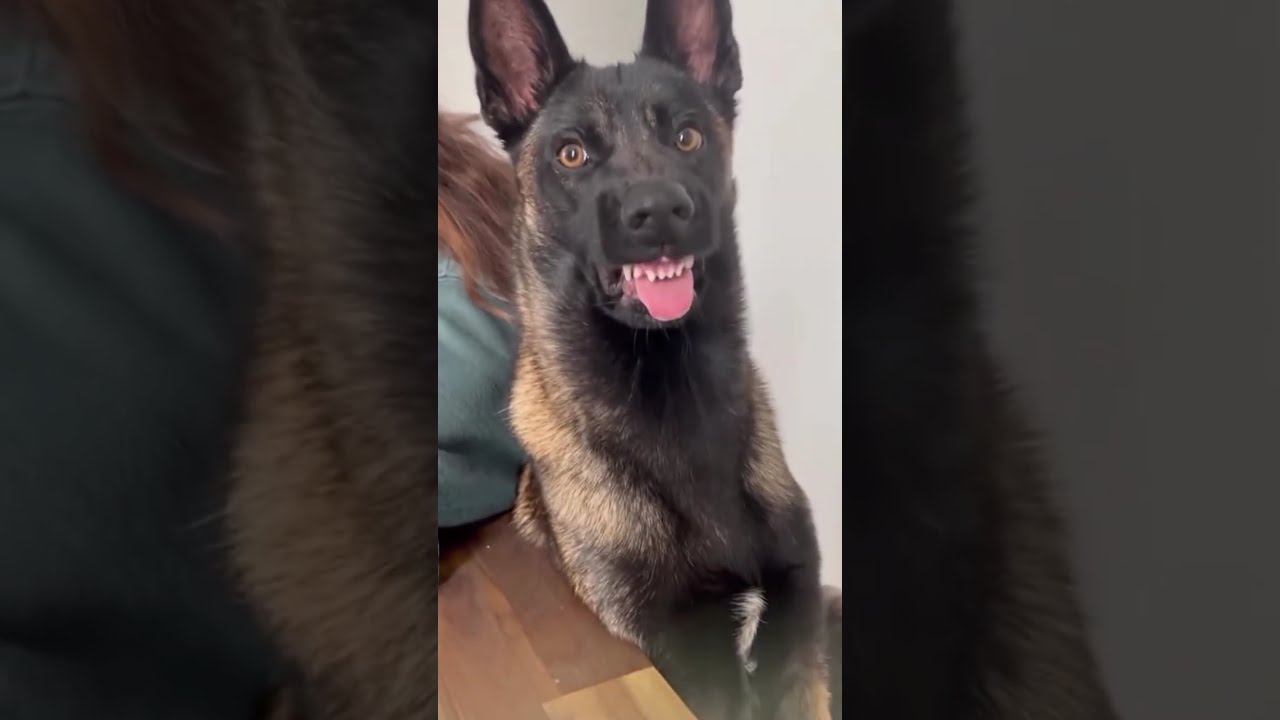 Naughty Puppy #Funny #Cute #Dog #Trending #ForYou #FYP