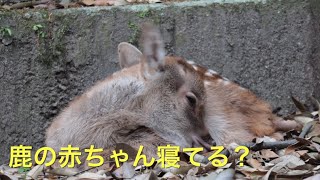 Nara park 奈良公園で、鹿の赤ちゃんのんびりする。