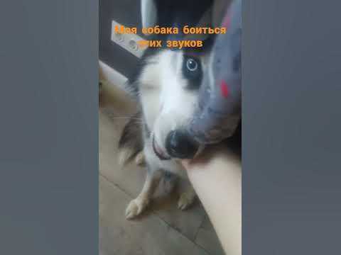 Моя собака боиться этих звуков - YouTube
