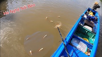 Trúng Ngay Điểm Cá He Vàng Nguyên Bầy Nó Nổi Trắng Sông | Kích Cá Miền Tây | Catch Fish