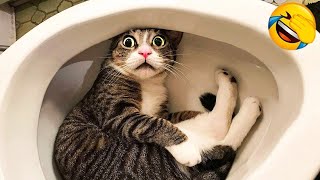 New Funny Animal Videos 2024 😂 Funniest Cats and Dogs 🐶 Part 10 😻 Pets Awesome by Pets Awesome 1,182 views 3 months ago 1 hour, 6 minutes