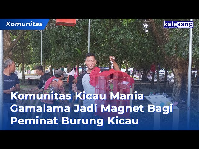 Komunitas Kicau Mania Gamalama Jadi Magnet Bagi Peminat Burung Kicau class=