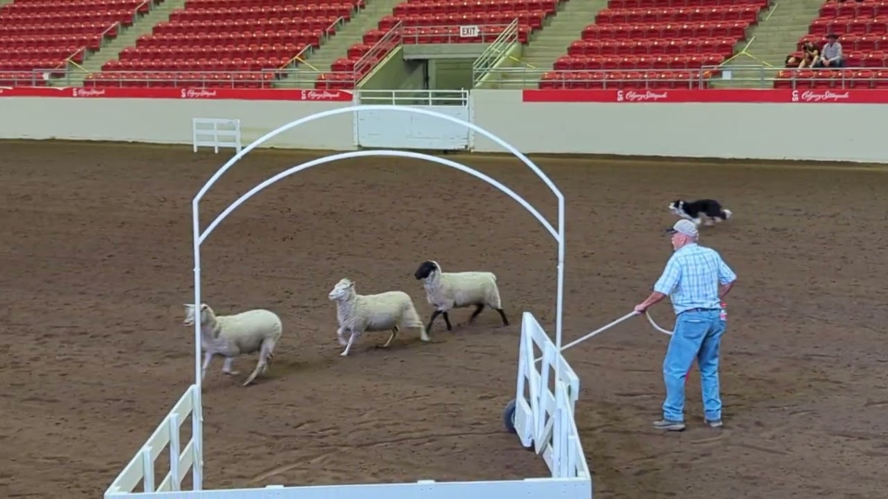 Barry Thomlinson & Belle's Impressive Attempt at World Stock Dog Championship 2024!