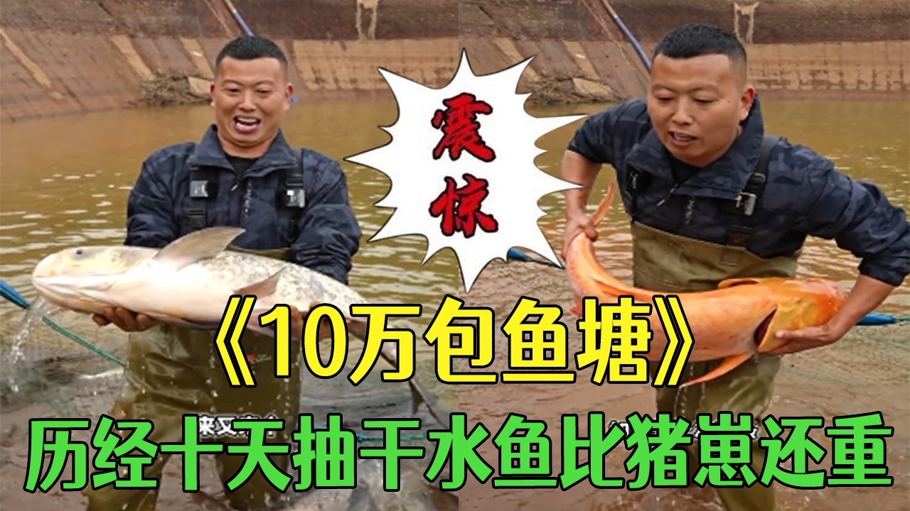 花10萬包下壹個大魚塘，曆經十天抽幹水魚比豬崽還重！ #小飛哥#三農 #農村生活 #護外 #新農人計劃2026#包塘