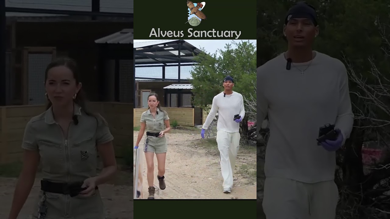 Marlon and Maya set out food for the new rescued serval on it’s first collab appearance 😌