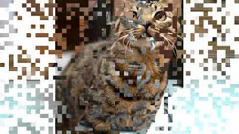 Watch the video about Dragon Li cat