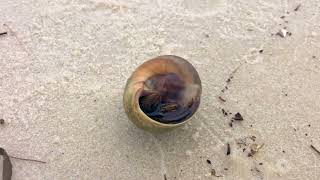 The little hermit crab - Der kleine Einsiedlerkrebs