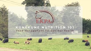 EKPA | Kunekune Nutrition 101: Feed Management for Optimal Health