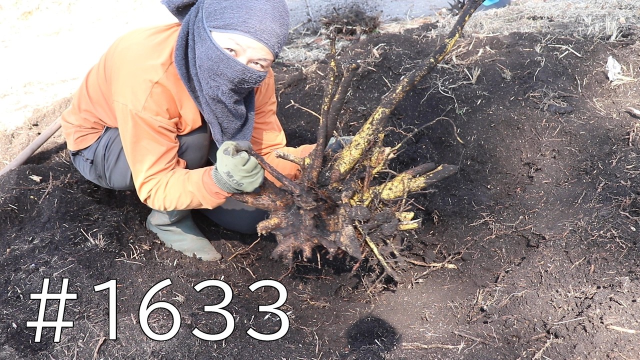 杉の切り株周りをじゃんじゃん伐根していくよ！去年諦めた蔓の根も極太孟宗竹もバッテリー切れるまで抜きまくろう