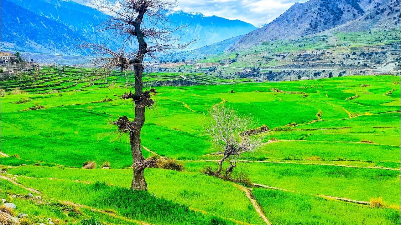 کلی او د جوارو لو . قریه و جواری درو ,#village #villagelife #culture # ...