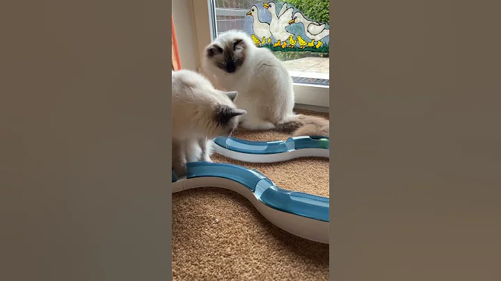 Watch the video about 💙🩵Heilige Birma Kitten Blue Point #cats #kitten #viral #cat #cute #catlover #birman #breed #shorts