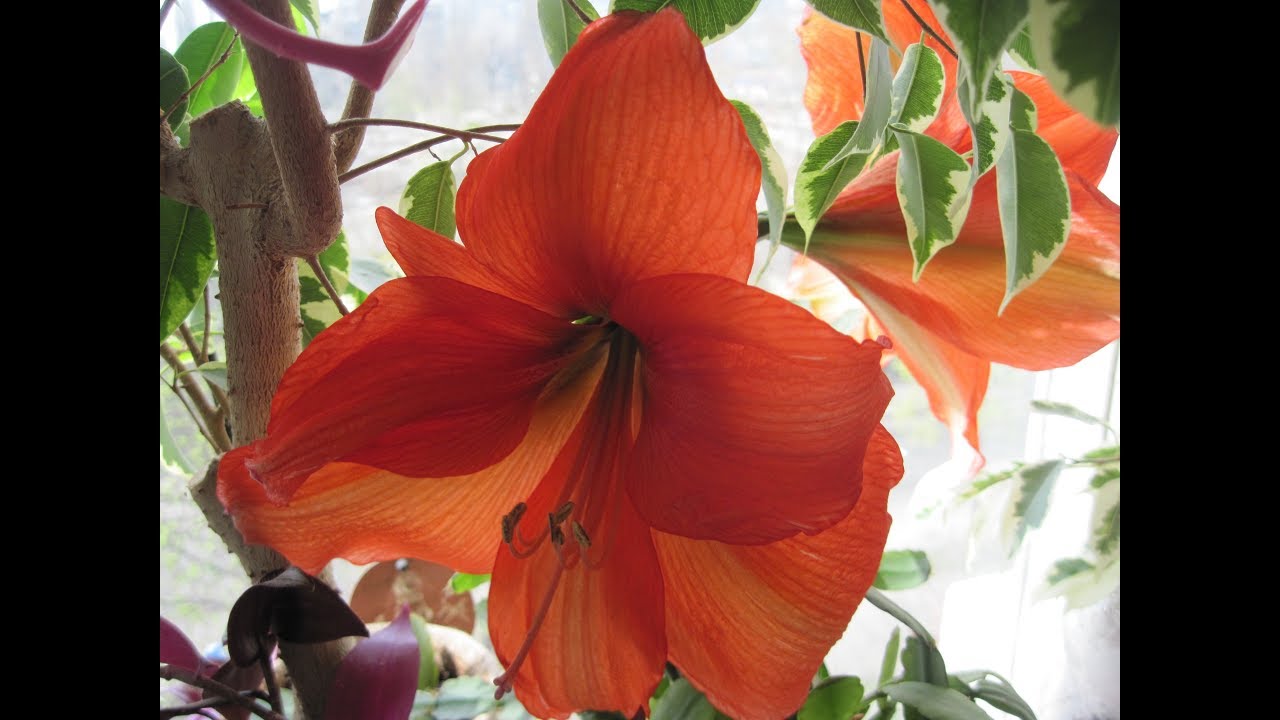 ГИППЕАСТРУМ. Выводим из покоя для зимне-весеннего цветения. Пересаживаем для активного роста.