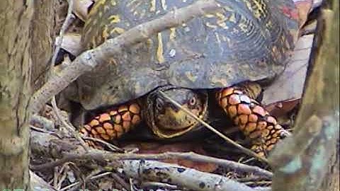 How To Find Box Turtles - CTnaturalist