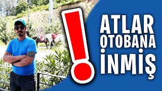 Atlar Otobana İnmi̇ş