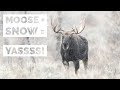 Bull Moose In An October Snow Storm - Wildlife Photography in Jackson Hole