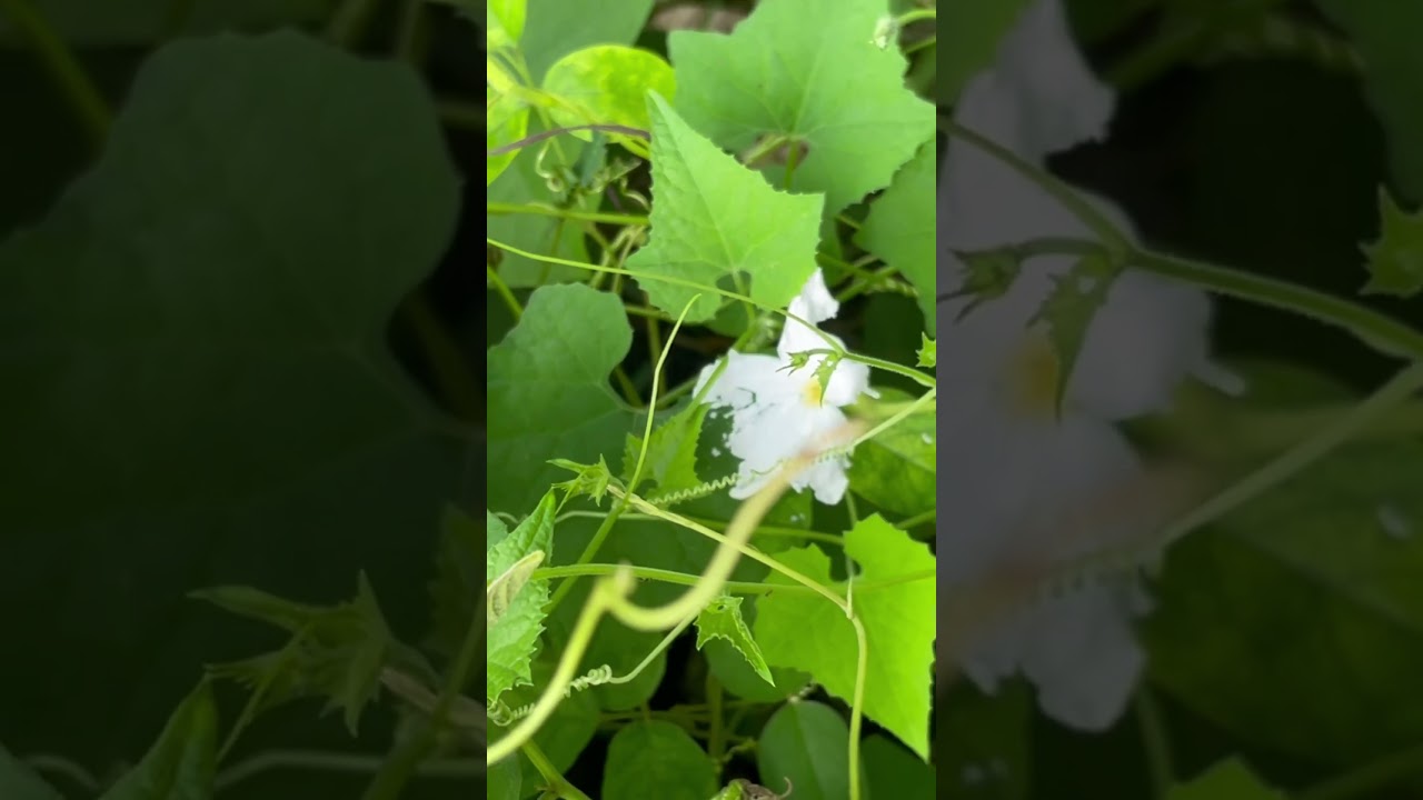 Foraging Wild Vegetables in the Forest | Authentic Rural Life Harvesting Techniques