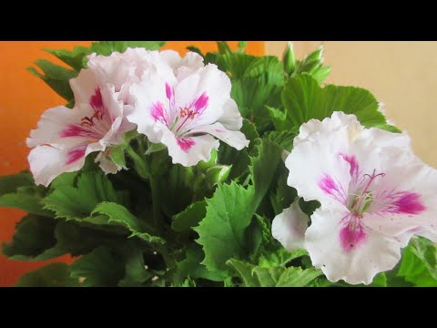 Video: Alimentación De Geranios (pelargonio) Con Yodo: ¿cómo Regar Los Geranios Con Yodo Y Peróxido De Hidrógeno Para Una Floración Abundante?