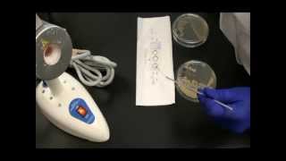 How to Prepare a Bacterial Smear for Endospore Stain