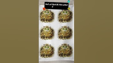 Looking for great gifts for cat lovers?  🐈