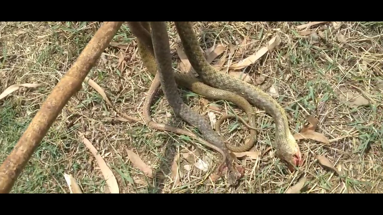 mere chhote se talab me kitne bade bade snake hai koi bhi dekh kar dr ...