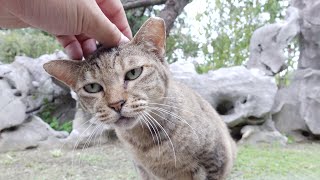 庭園の岩に座っていた猫が柵の向こうが側から甘えてきた
